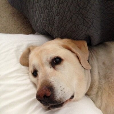 Profile Picture of Robin Noble Stokes (@rns091856) on Twitter