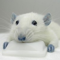 Profile Picture of Sean Mcconnell (@sean-mcconnell-26) on Quora
