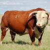 Profile Picture of Jonathan Johansen (@@johansenherefords) on Tiktok