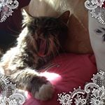 Profile Picture of Sinead O Sullivan (@sinead.osullivan.923) on Instagram