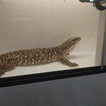 Profile Picture of Sean  Gore (@sean_wolf2) on Instagram