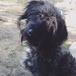 Profile Picture of Bear Edward Lewis (@that.one.labradoodle) on Instagram