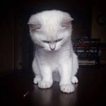 Profile Picture of Alice Manson (@alicmans) on Instagram