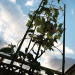 Profile Picture of チュパ (@chupa.666) on Instagram