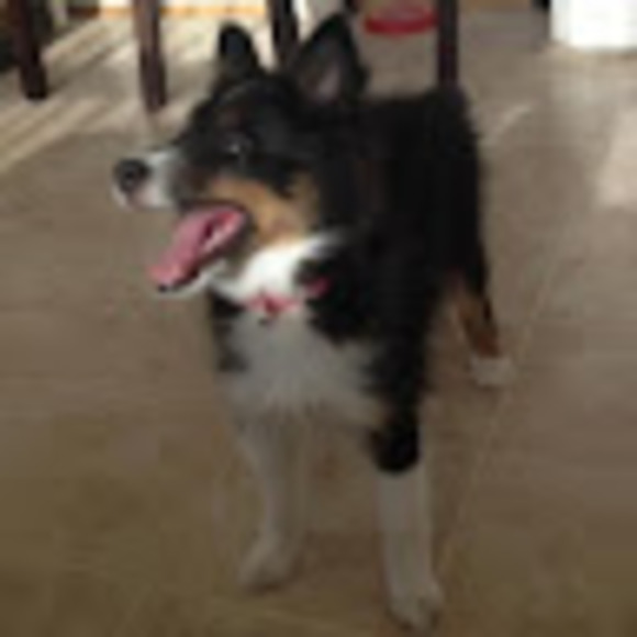 Profile Picture of Christopher Routson (@grudman123) on Poshmark