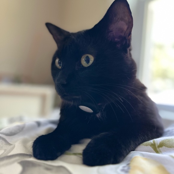 Profile Picture of John Samaan (@sirflexual) on Poshmark