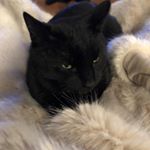 Profile Picture of Luther Fine Art (@pamela_briggs_luther) on Instagram