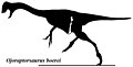 Profile Picture of Ojoraptorsaurus - Wikipediaon Wikipedia