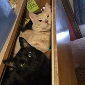 Profile Picture of AL Ramos (@alramos4661) on Youtube