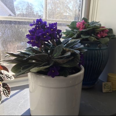 Profile Picture of Suzanne Maxwell (@Suzanne81782861) on Twitter