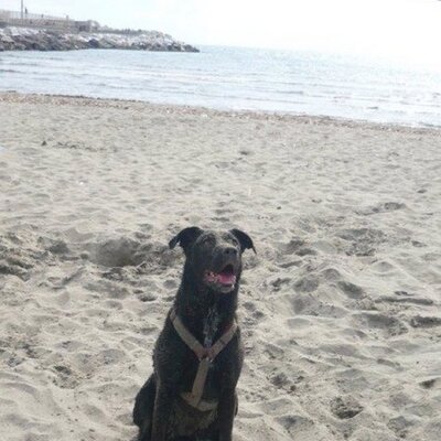 Profile Picture of Andrea Bertolini (@Andrez_TheKing) on Twitter