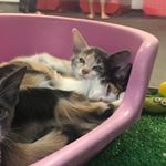 Profile Picture of 🔛 (@lisaparaamigos) on Instagram