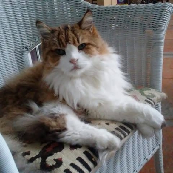 Profile Picture of Richard Dougherty (@chesland4) on Poshmark