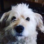 Profile Picture of Mohamad Ghandour (@ghandour_mohamad) on Instagram