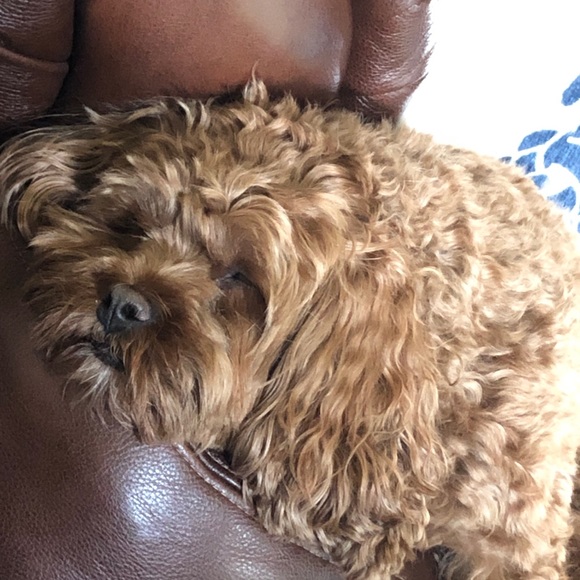 Profile Picture of Anita Schimmel (@cmelanita) on Poshmark