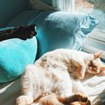 Profile Picture of Jerry and Branch (@jerryandbranch) on Instagram
