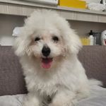 Profile Picture of 狗狗 (@max.jiang_dog_snow_moka) on Instagram