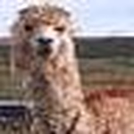 Profile Picture of Christopher Minning (@christopherminning) on Flickr