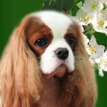 Profile Picture of Angelgin Kennel (@angelgincavaliers) on Instagram