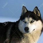 Dávid Szécsényi - Instagram Profile Picture of Dávid Szécsényi (@david_husky_basketball) on Instagram