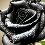 Profile Picture of Lucian Brumar (@Lucian-Brumar) on Facebook