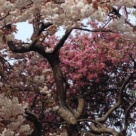 Profile Picture of Sophia Reischling (@sophianoelr) on Poshmark