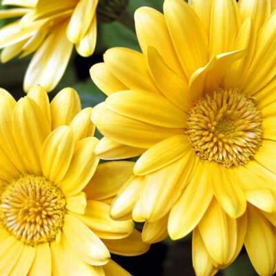 Profile Picture of Harold McCoy (@HaroldMcCoy7) on Twitter