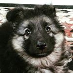 Profile Picture of Hazel (@hazel_the_german_shepard) on Instagram