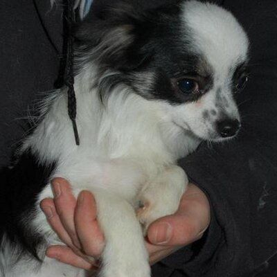 Profile Picture of Wes Gibbs (@wdgibbsvt) on Twitter