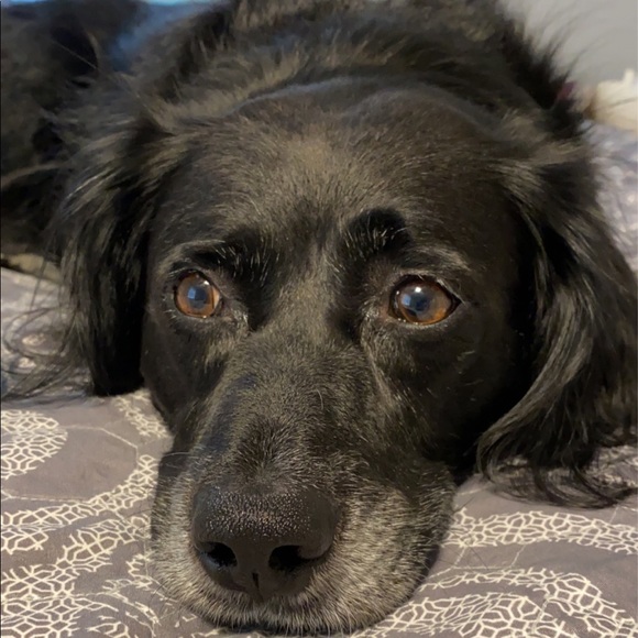 Profile Picture of Nicole Almstrom (@nicolealmstrom) on Poshmark