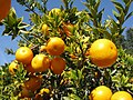 Profile Picture of Citrus myrtifoliaon Wikipedia