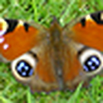 Profile Picture of Pamela Jones (@pammys glass) on Flickr