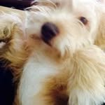 Profile Picture of David Duncan (@david_duncan) on Instagram