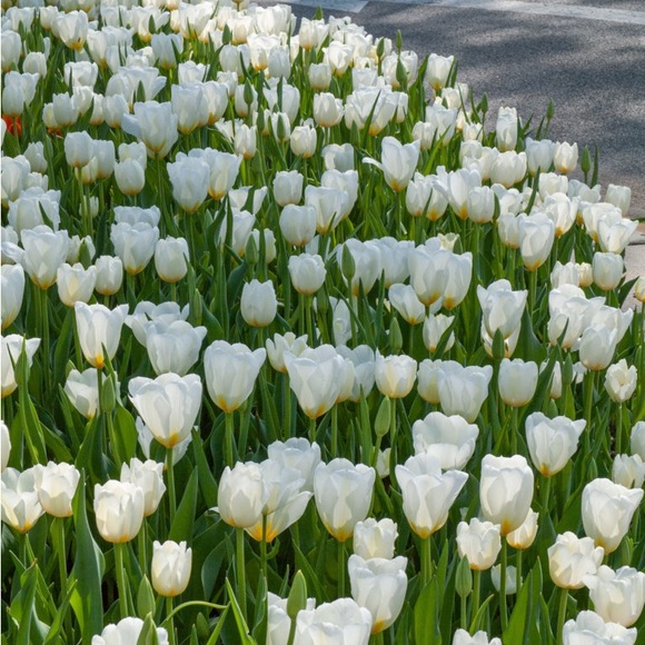 Profile Picture of Julianna Ravenkamp (@jj_rrose) on Poshmark