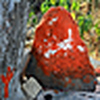 Profile Picture of rintu cherupurakkal (@Rintu Cherupurakkal) on Flickr