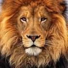 Profile Picture of   Karanaujla_Sidhumoosewala... (@punjabi_industry_star) on Tiktok