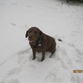 Profile Picture of Laura & Caitlyn Mackey (@rosemackey) on Pinterest