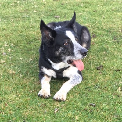 Profile Picture of Paul Haig (@RunDogMC) on Twitter