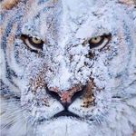 Profile Picture of Brent Pickens (@brentpickens) on Instagram