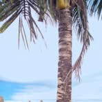 Profile Picture of Donah Stiller (@Donah-Stiller) on Facebook