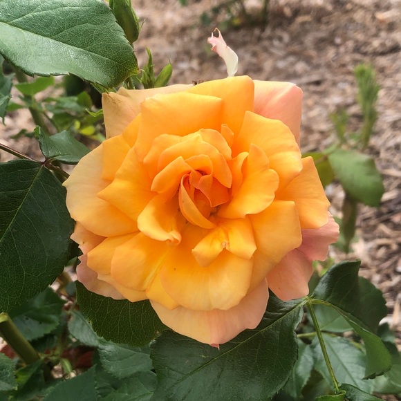 Profile Picture of Nat Chumos (@medicinegardens) on Poshmark