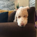 Profile Picture of Caroline Rousseau (@belle_yvette_marcelle) on Instagram