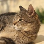 Profile Picture of NICK (@nickroppolothecat) on Instagram