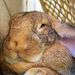 Profile Picture of Leroy Bunneh (@houseofhens) on Pinterest