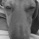 Profile Picture of Scott Smith (@redskinross) on Instagram