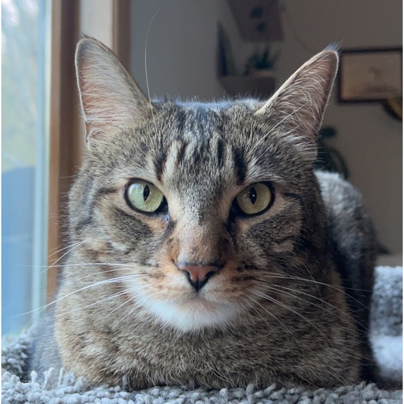 Profile Picture of Carl Harris (@carlharris218) on Poshmark