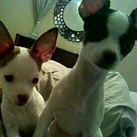 Profile Picture of Shellykates (@Shellkates) on Twitter