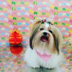 Profile Picture of 👑 Lola Arroyo ❤️ (@lolinha_arroyo) on Instagram