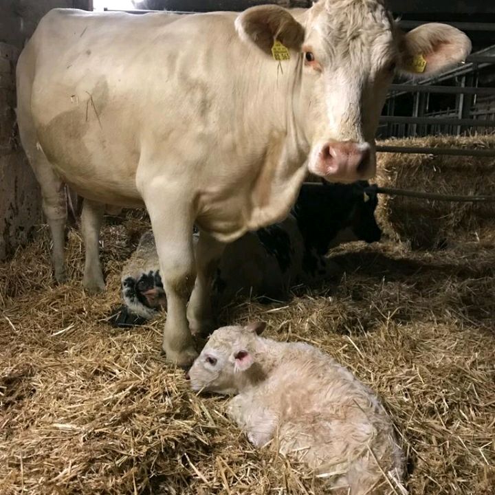 Profile Picture of joelpersicke (@joelpersicke) on Tiktok