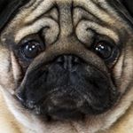 Profile Picture of Grant Springer (@pugs_are_the_best1) on Instagram